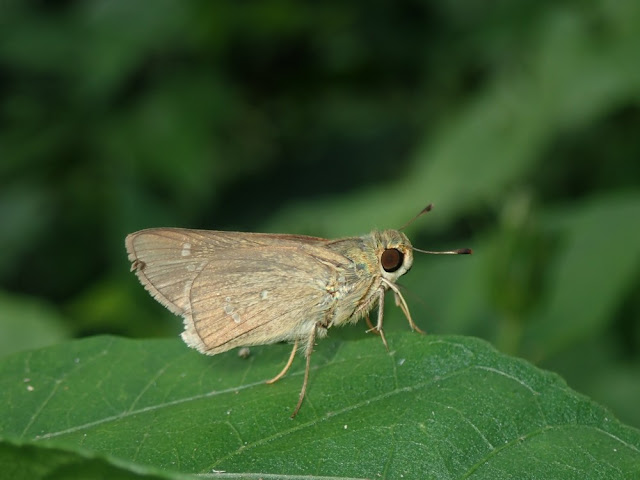 Parnara guttata Parnara guttata