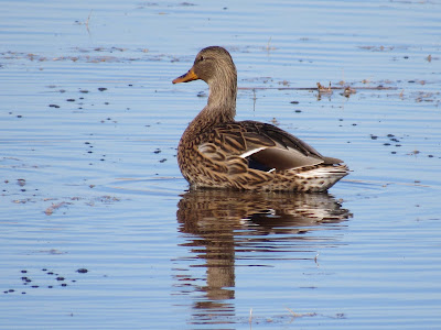 Colusa National Wildlife Refuge