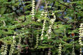 Babul gond ke fayde Babul gond ke fayde