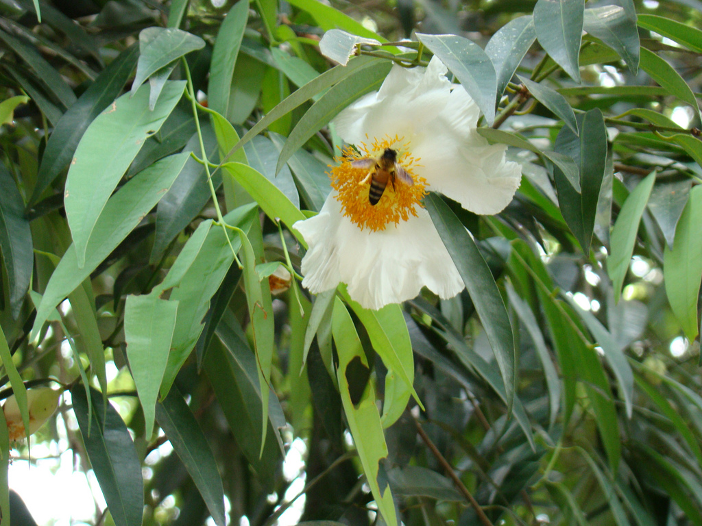 The Sri Lanka Sceneries Flowers Blooming in Wild in Sri Lanka