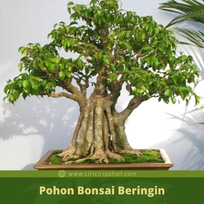 Ciri Ciri Pohon Bonsai Beringin