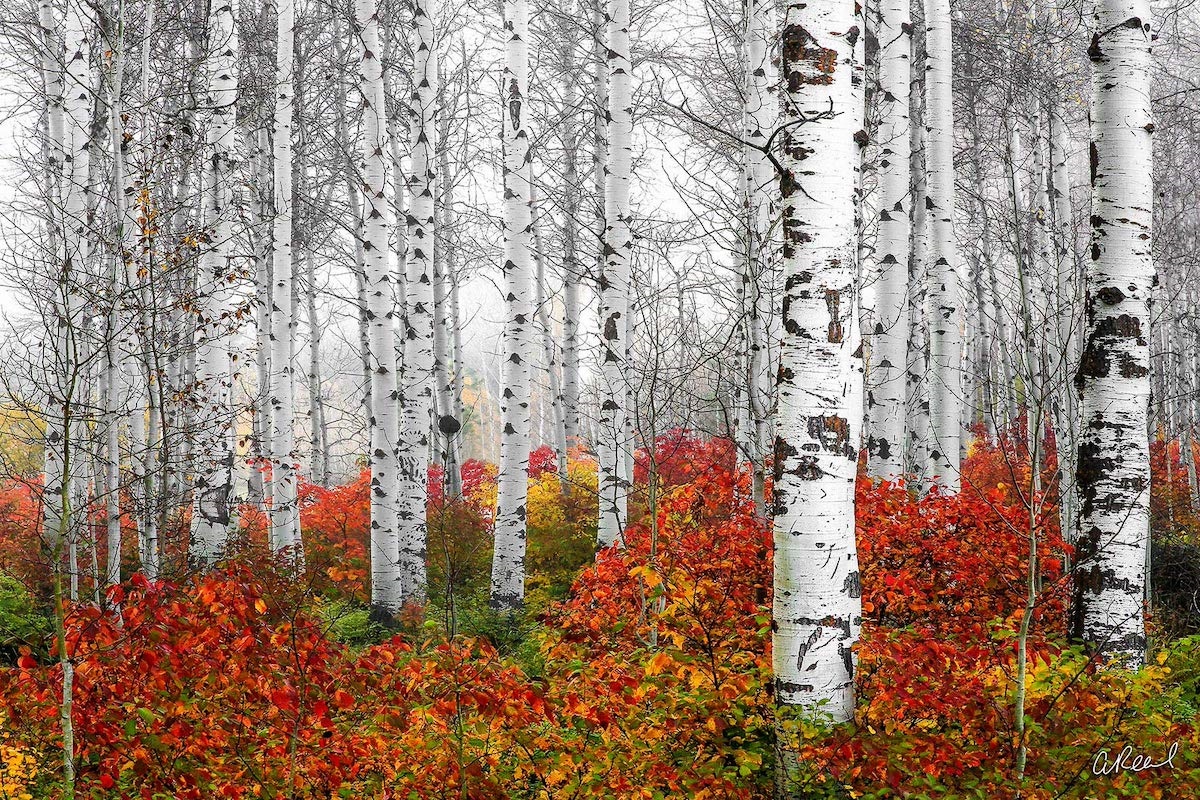 Let Your Light Shine: Aaron Reed