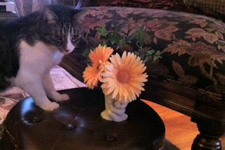 Isosceles Cat with Gerbera Daisies - Stein Your Florist Co. Isosceles Cat with Gerbera Daisies - Stein Your Florist Co.