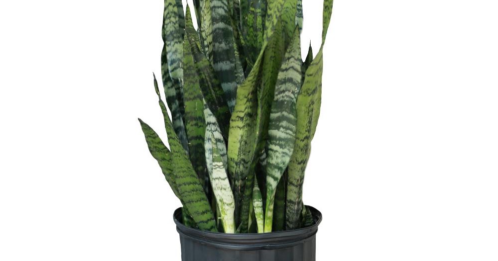 Gardening and crafting