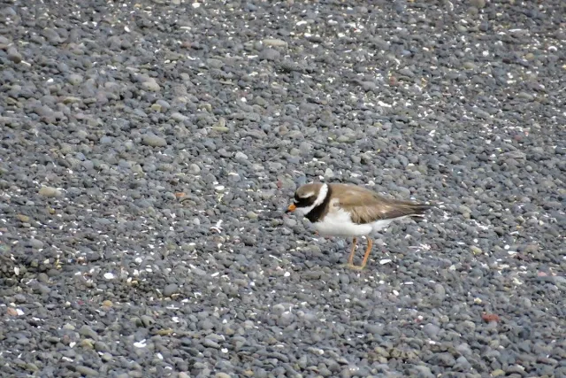 Plover on the black sand beach on the Seltjarnarnes Peninsula in Reykjavik Iceland