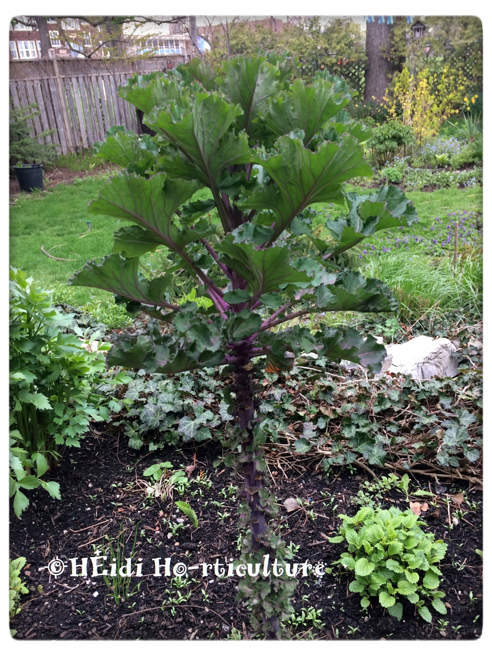 Heidi Horticulture Overwintering Kale