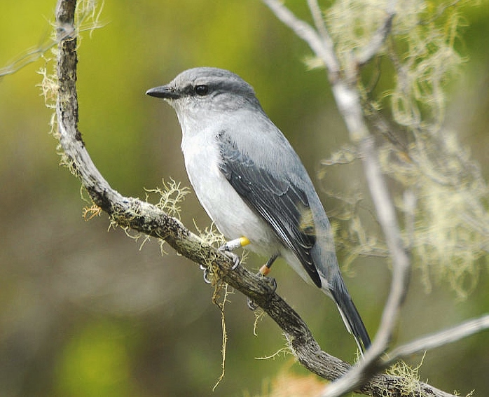 http://1.bp.blogspot.com/-yqDkn9evn78/UZaCExp-WhI/AAAAAAAAFko/9Gii4PcDVb0/s1600/Reunion+cuckoo-shrike++Coracina+newtoni.jpg