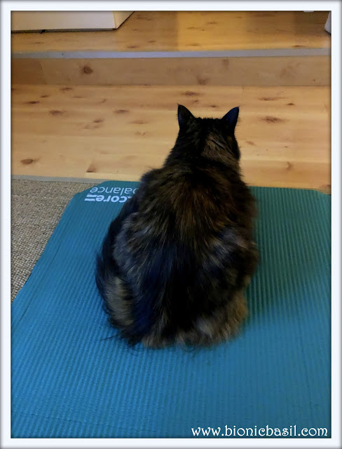 Yoga with cats, meatloaf pose, total relaxation, mind body and spirit, siberian cat, siberian