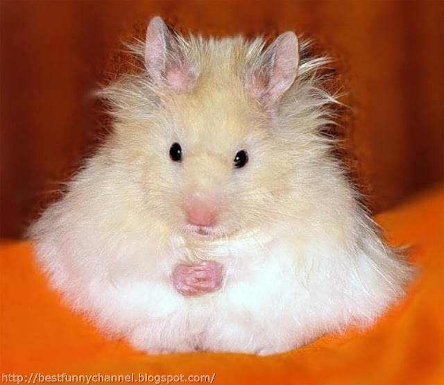 Funny  fluffy hamster. 