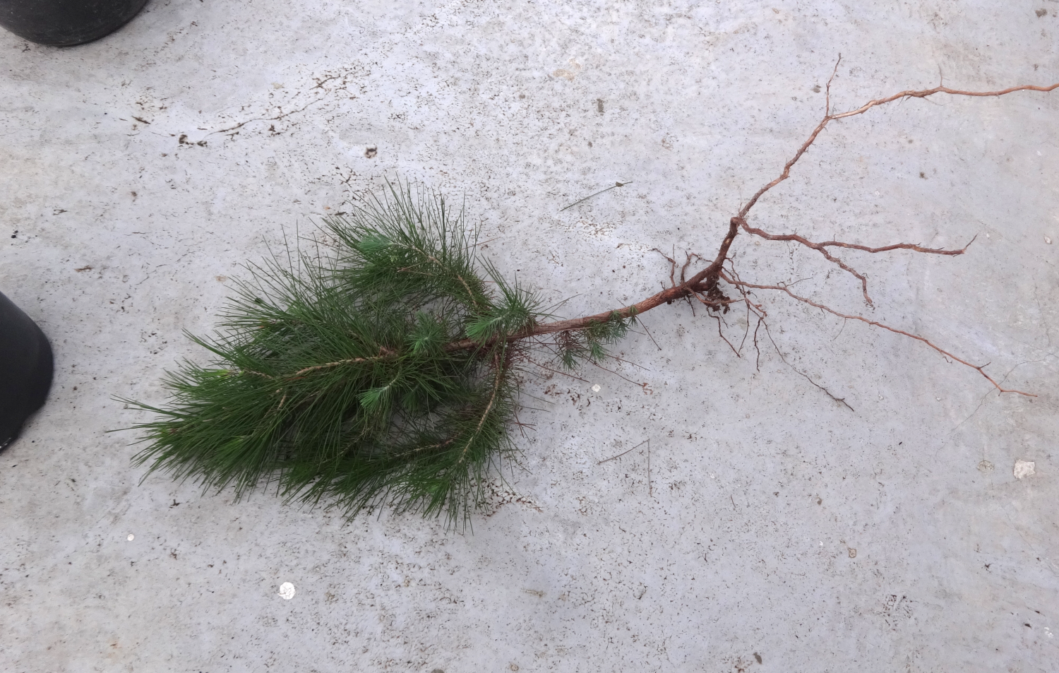 Ovillo de Eli: Nace una Tradición - Pinito de Navidad 2020