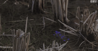 말똥가리와 황조롱이의 사냥 | 인스티즈