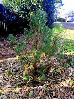 One pine tree that will give us actual pine nuts. In about 6-8 years.