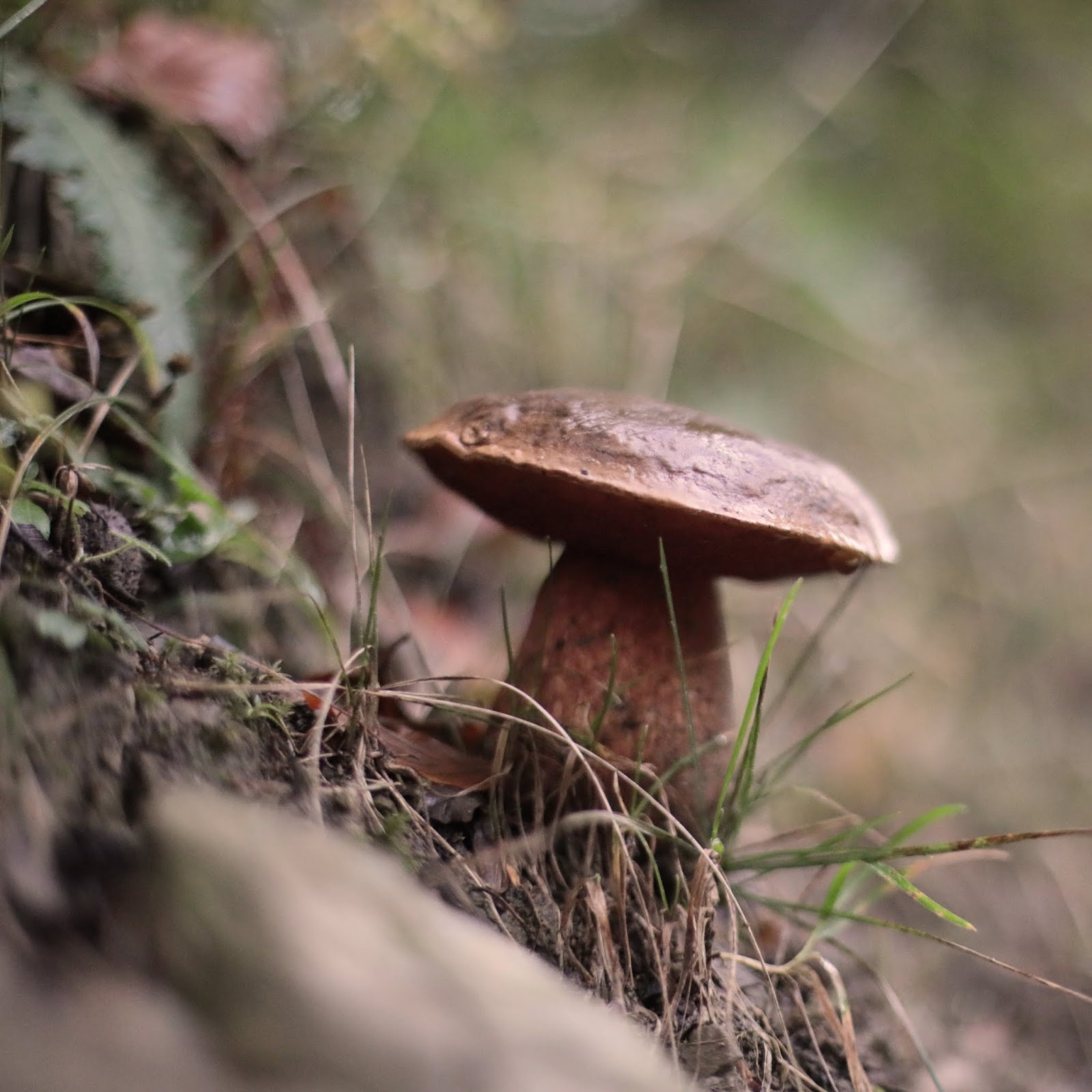 7A7FC244-B58E-42A0-AC60-4B112B4831F0.JPG