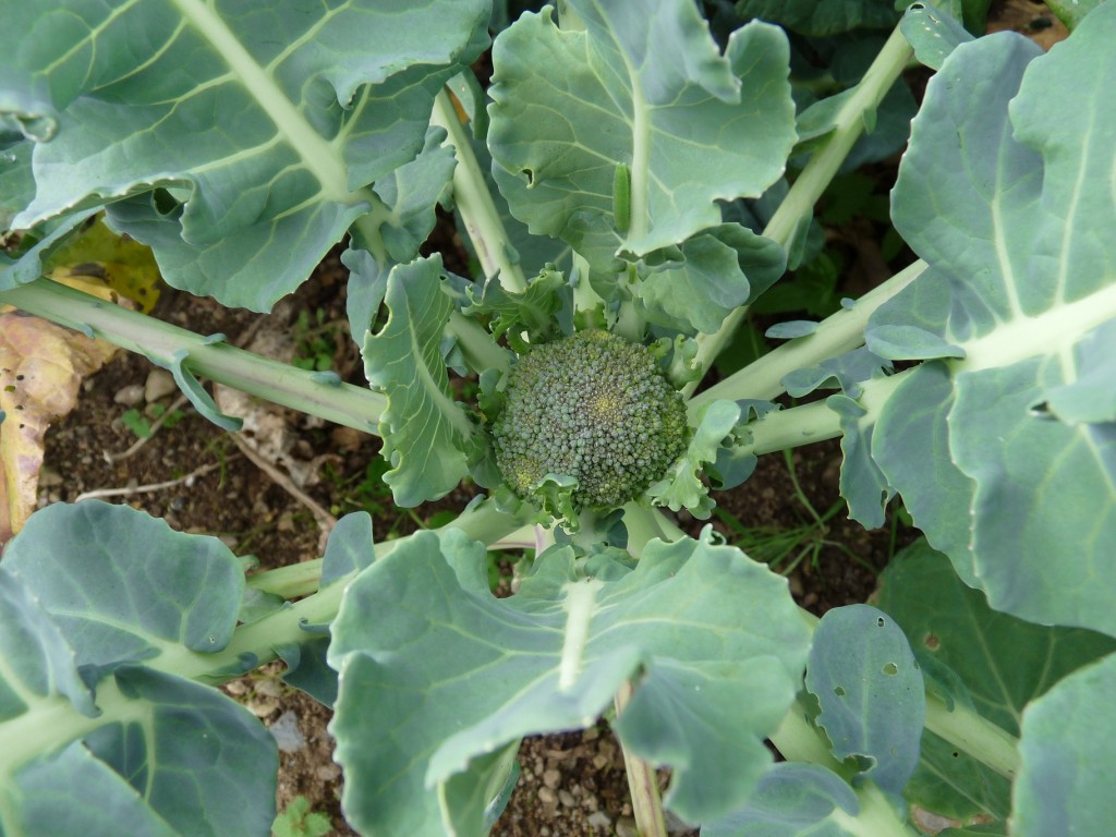 Real World Gardener Eat Flowers and Broccoli Not Beetles