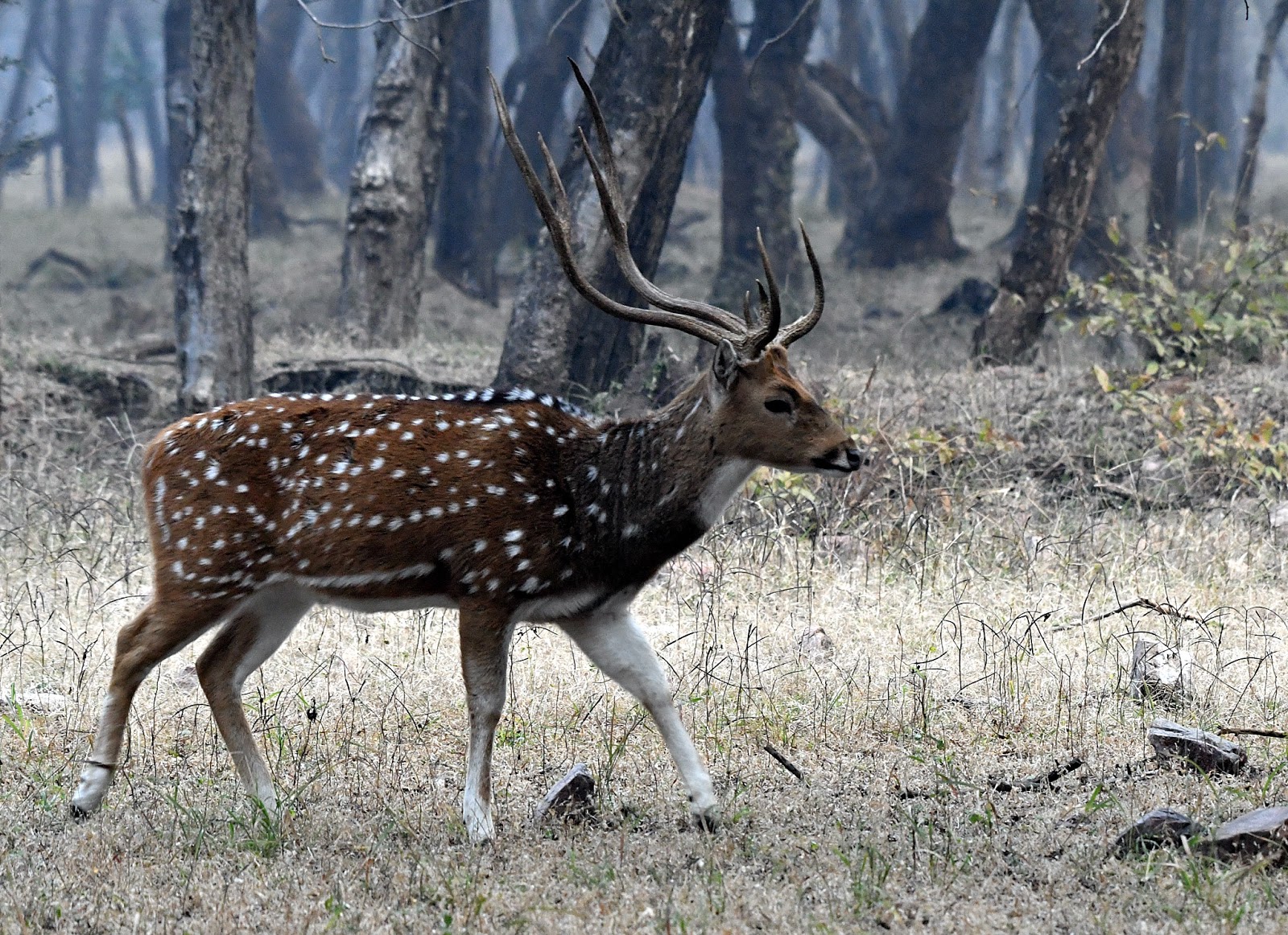 The Life Journey in Photography Spotted Deer Ranthambore National