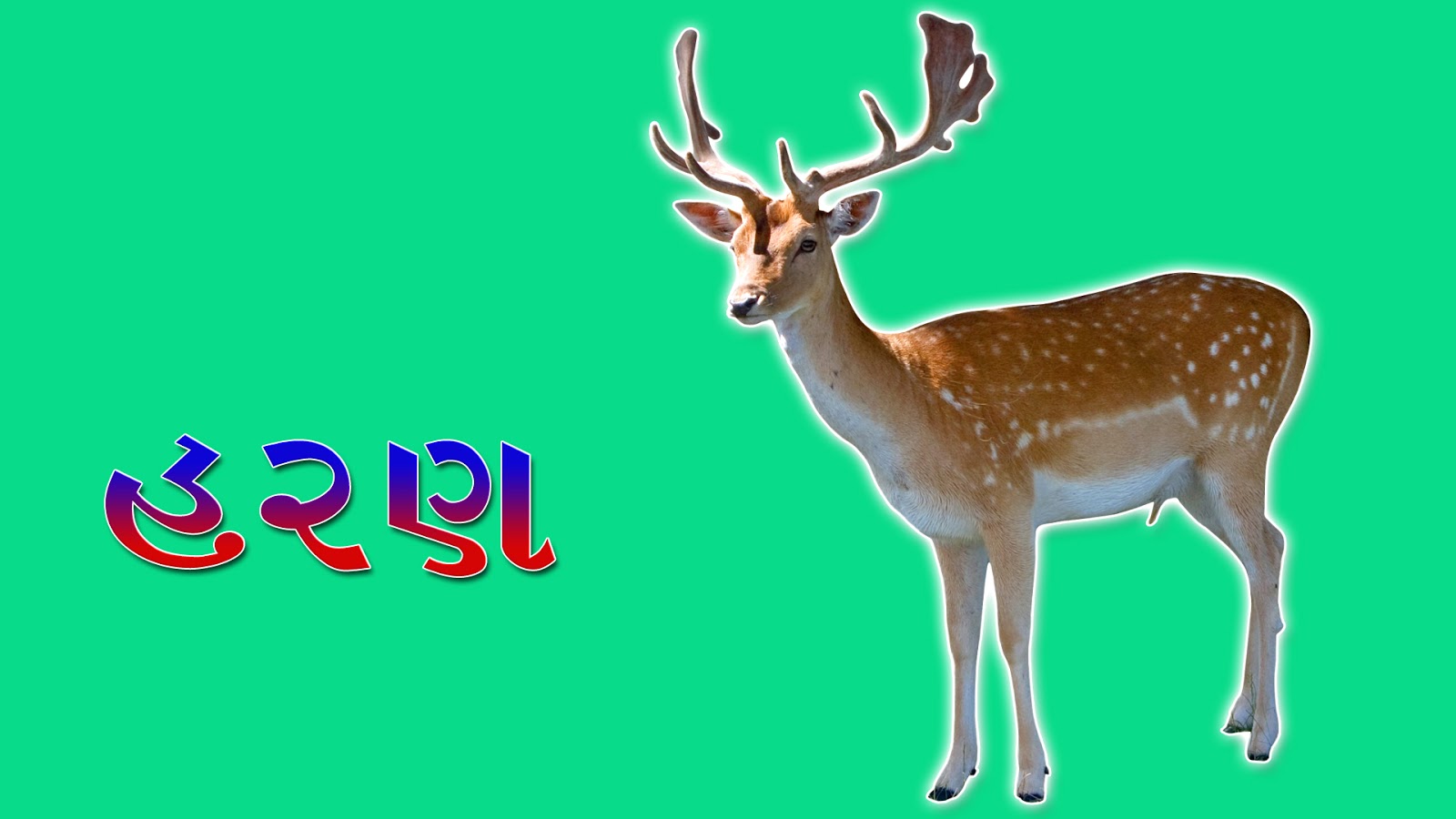 Wild Animals Name In Gujarati 300-best-deer-names-pet-cute-cool-vocabulary-point