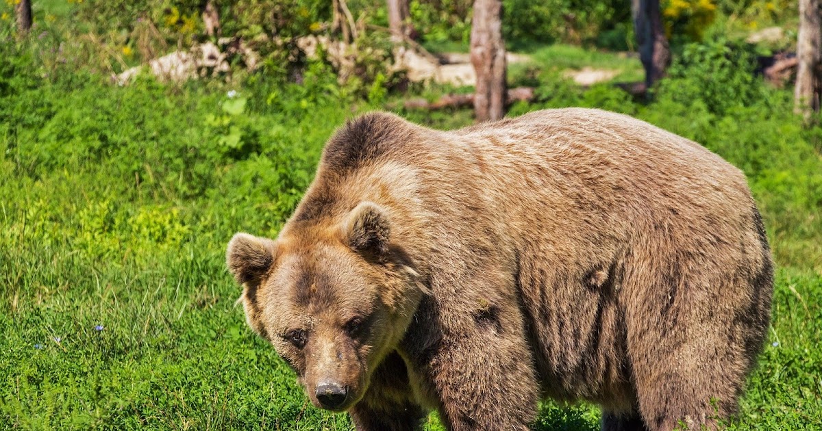 All the Different Types of BEAR