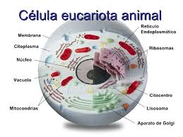 celula eucartionte animal