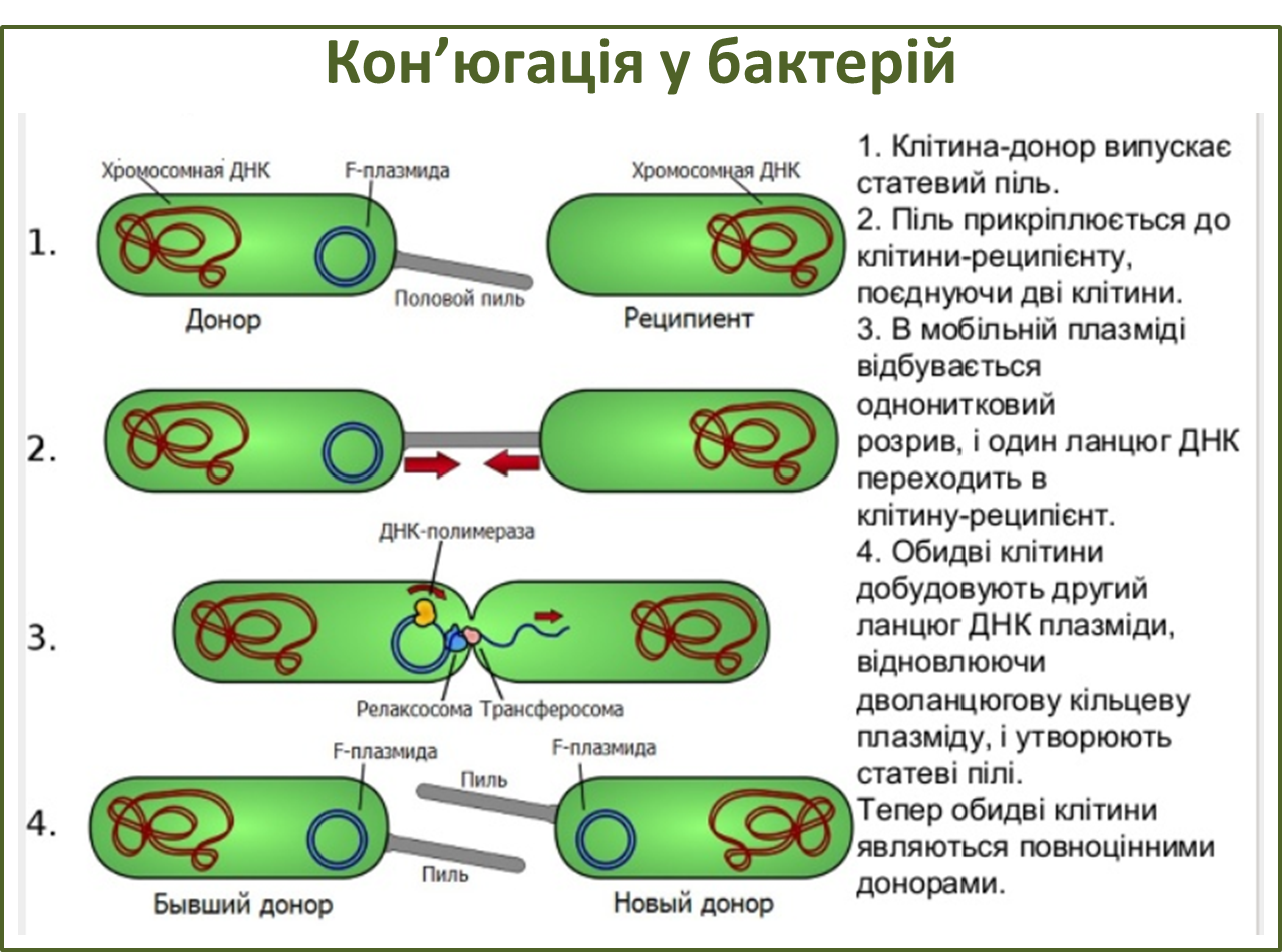 Форма днк бактерий. Механизм конъюгации ген материала у бактерий схема. Механизм конъюгации микробиология. Формы обмена генетическим материалом у бактерий. Конъюгация бактерий схема.