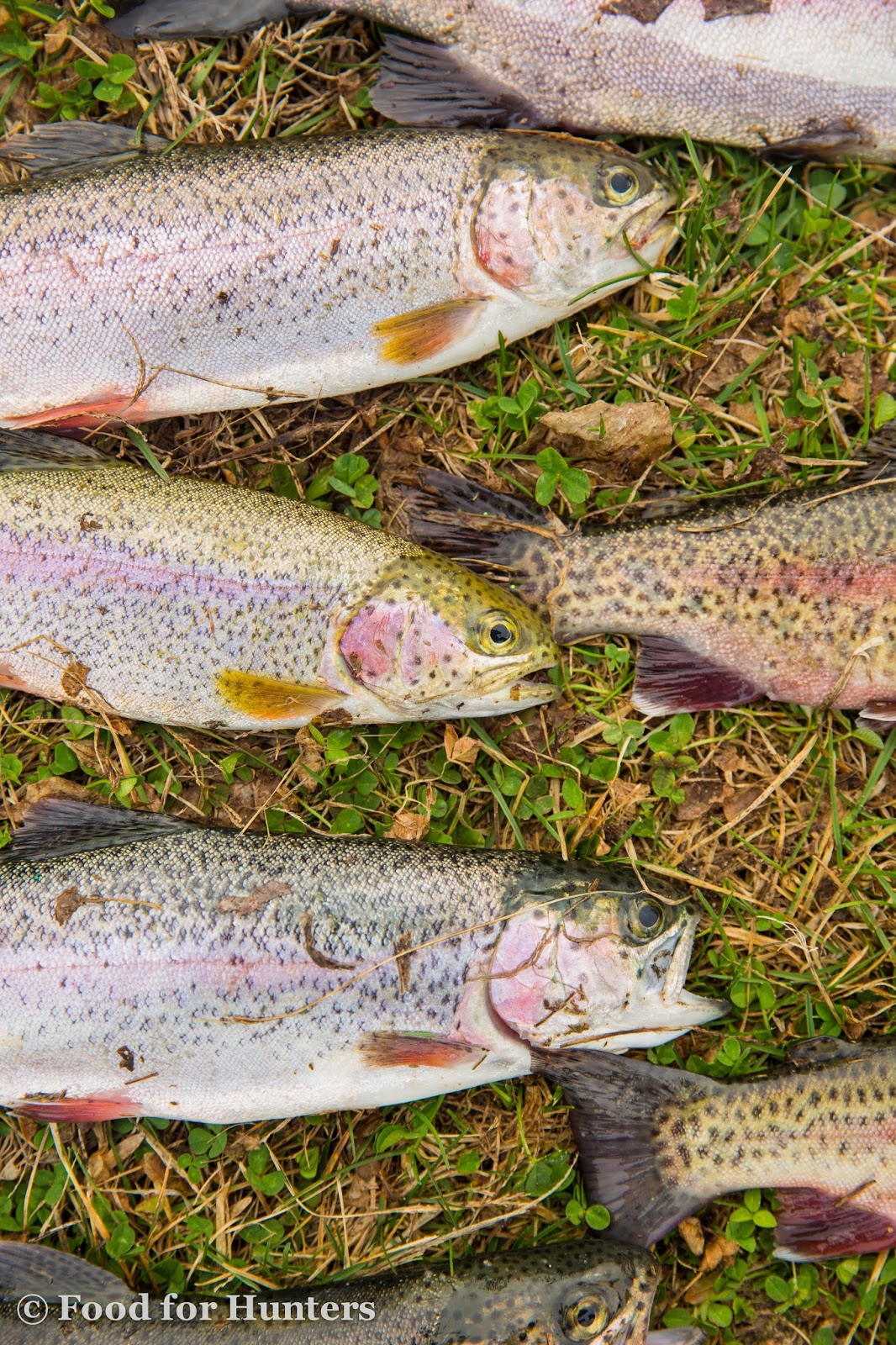 Food for Hunters Butterflied Grilled Trout with Compound Butter