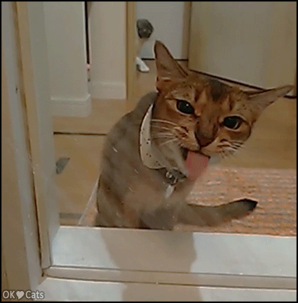Funny Cat GIF • Cat trying to drink water from shower epic FAIL haha [cat-gifs.com]
