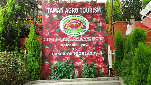 Big red strawberry farm