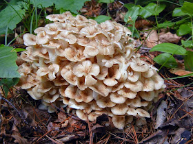 Polyporus umbellatus or Grifola umbellata