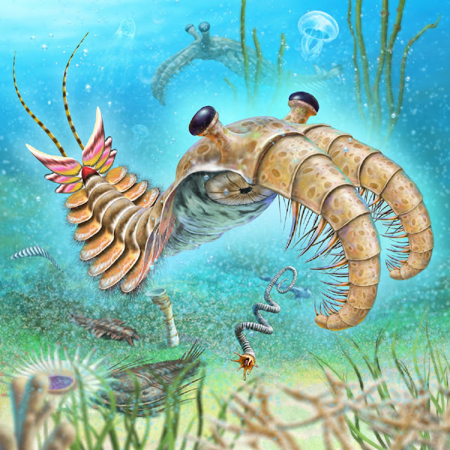 Anomalocaris, prehistoris predator