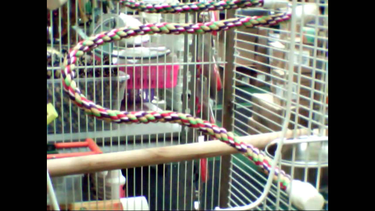 Bird In Everything Bird Rope