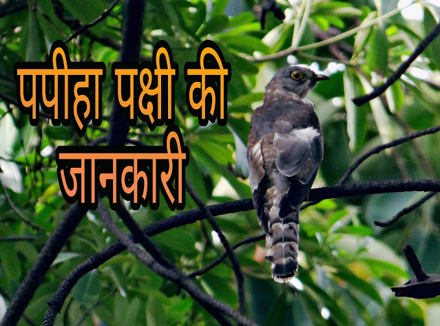 Papiha Bird Information In Hindi