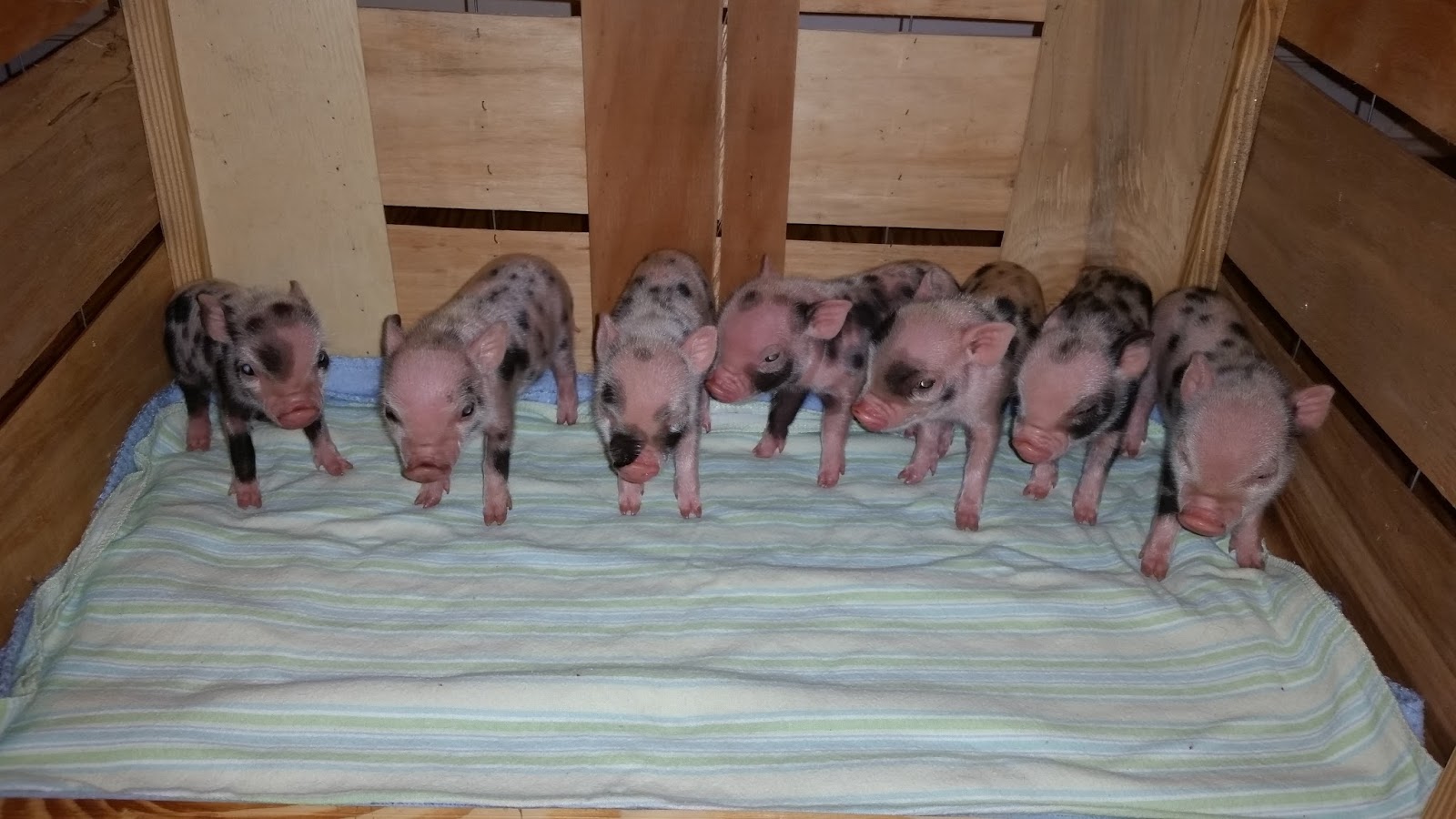 The Brown Chicken Brown Cow Farm Mini Juliana Pigs Litter