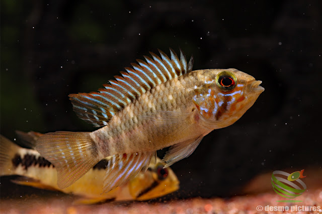 Apistogramma sp. unibrow