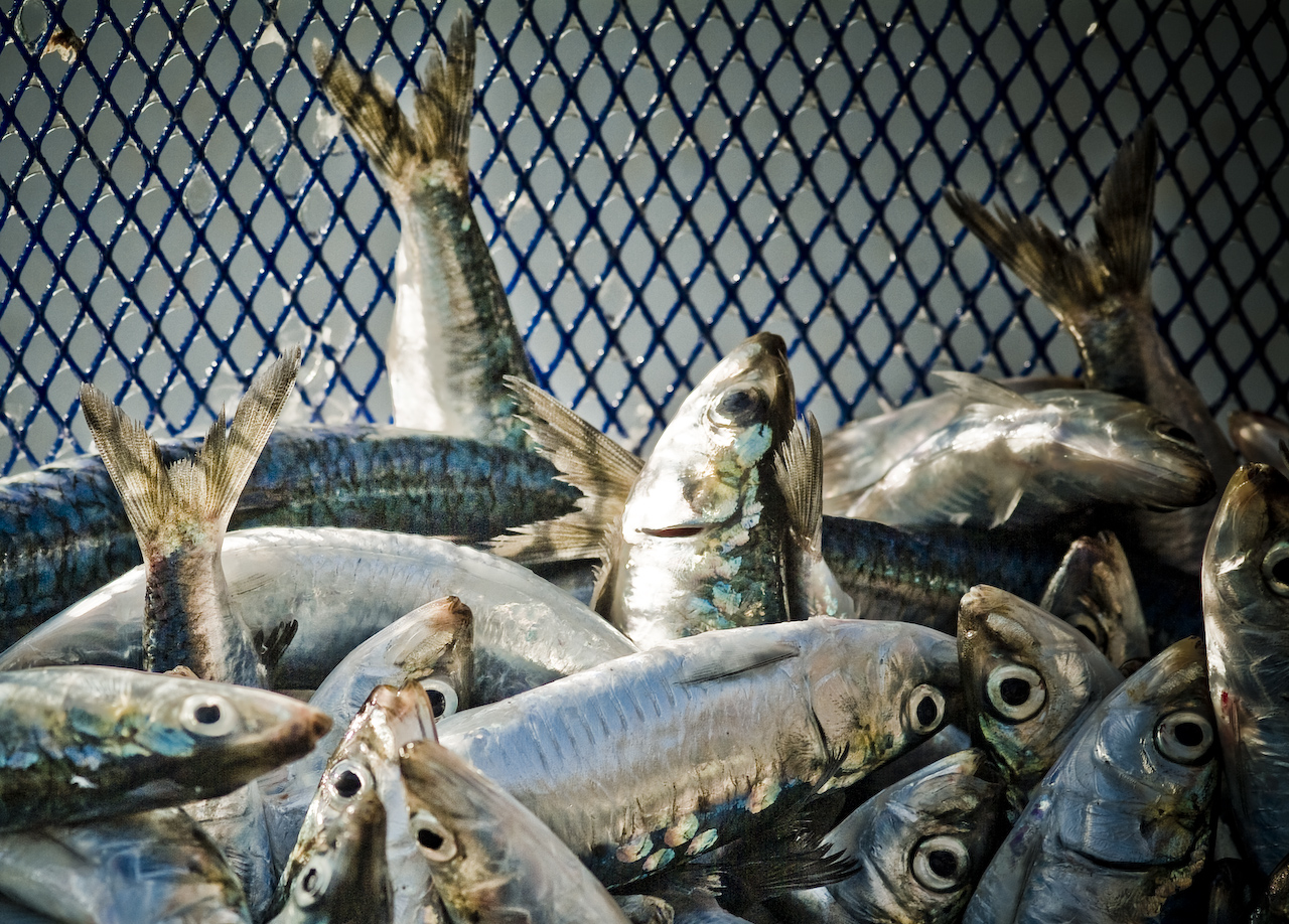 Through the Gaps! Newlyn Fishing News MSC Sardine report keep