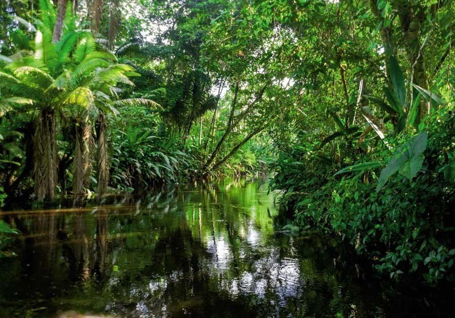Gabon%2Bparc Gabon%2Bparc