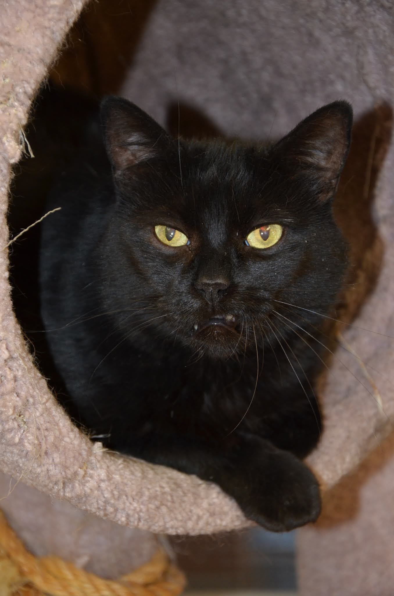 Hinton and District SPCA (serving Edson, Jasper, Hinton, Grande Cache