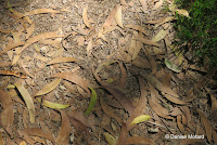 Koa leaves on the ground, Hawaii