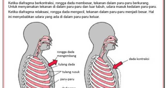 Otot diafragma berkontraksi, rongga dada membesar, tekanan udara di rongga dada mengecil, berdasarka