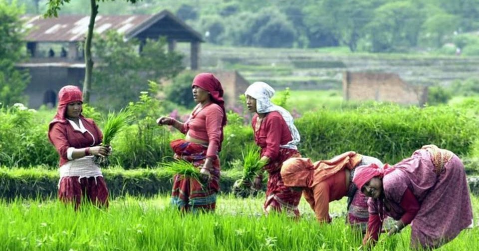 essay on modernization of agriculture in nepal