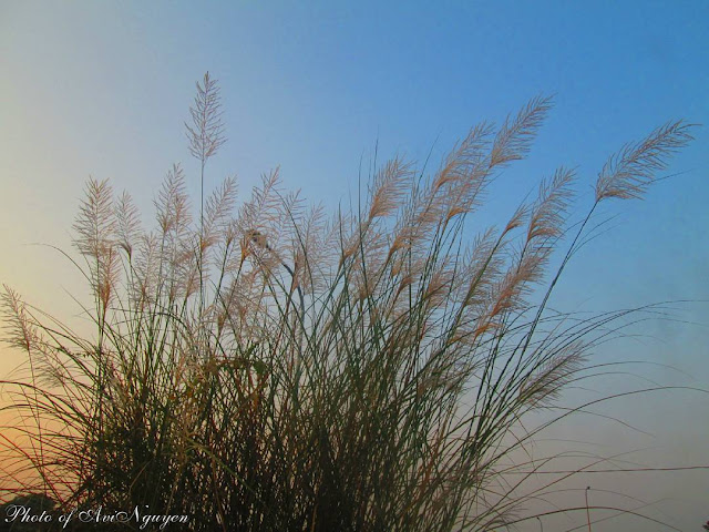 "Dịu dạng" bộ hình ảnh hoa cỏ lau mộc mạc giản dị trong gió