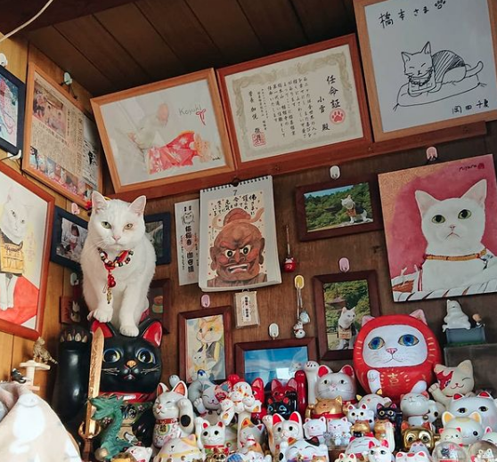 Kuil di Jepang Ini Sangat Unik, Ternyata Biksunya Adalah Kucing!
