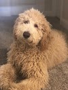 F1bb Goldendoodle Temperament, Size, Lifespan, Adoption, Price
