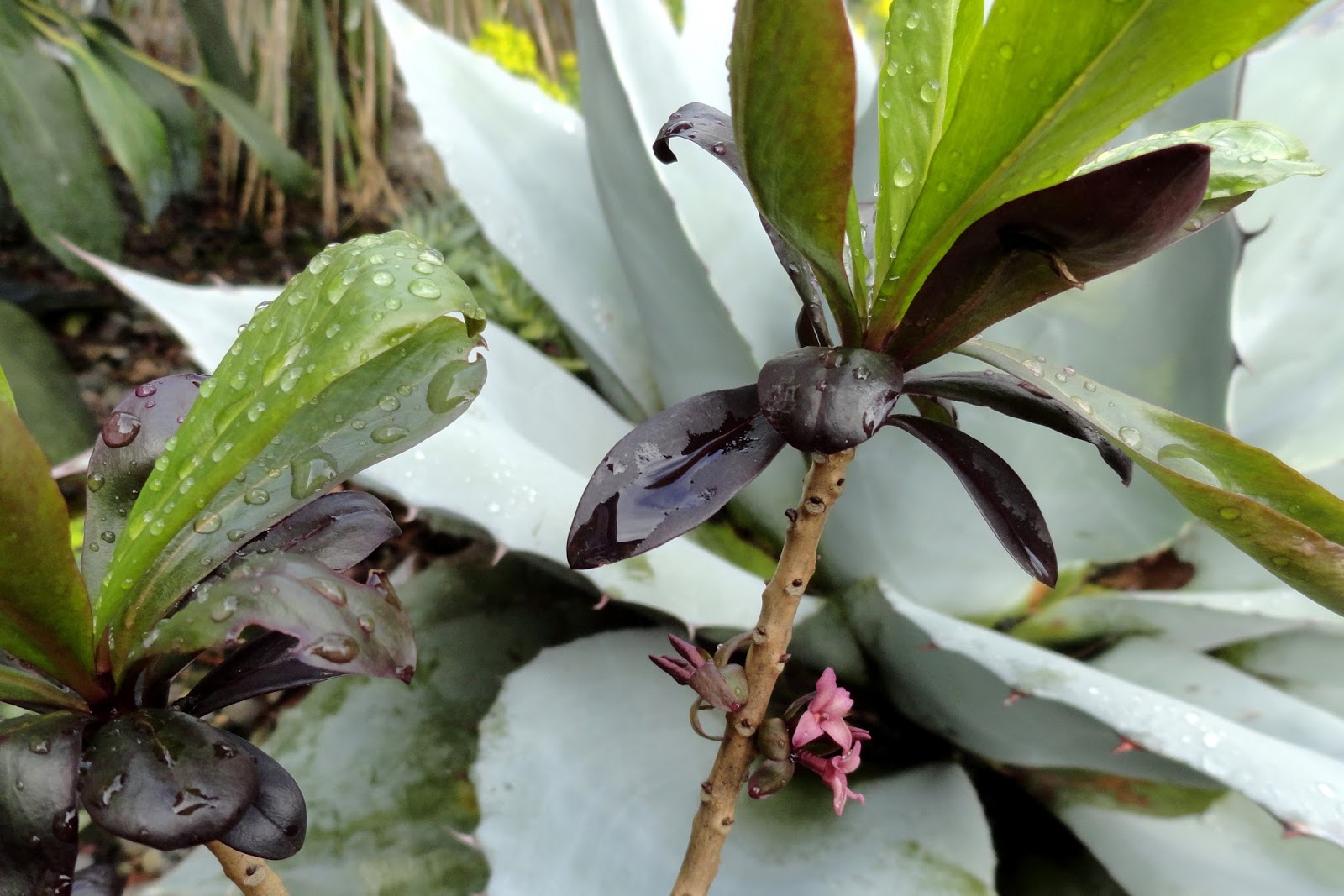danger garden Daphne x houtteana, this can't possibly be normal