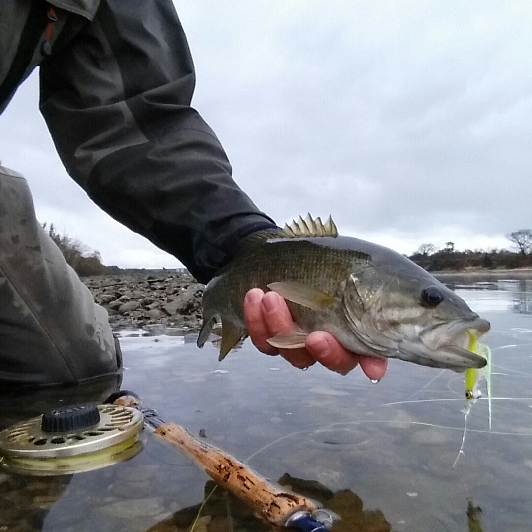 2FlyFish4 December bass