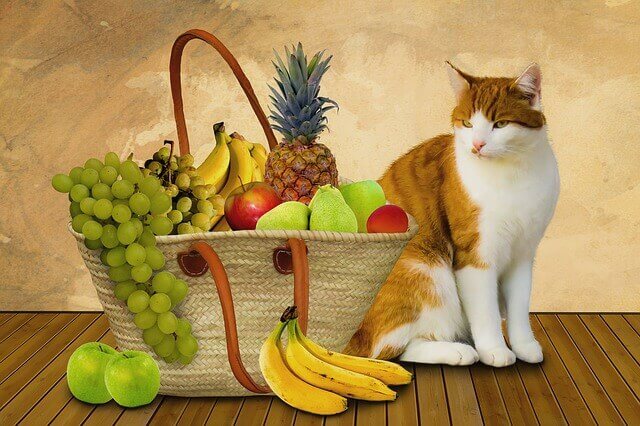 Help a Cat Lose Weight By This Diet Food Cat