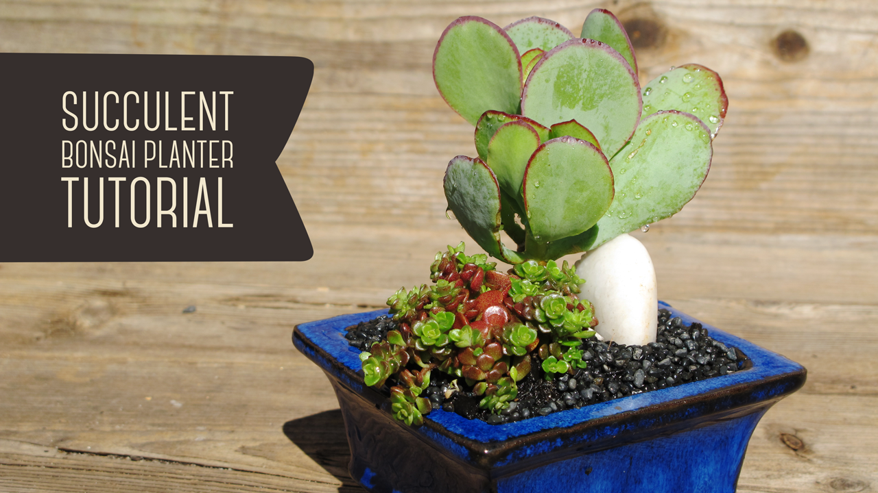 Fickle Prickles Cacti & Succulents Succulent Bonsai Planter Tutorial