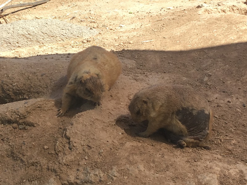 The Zoo Review: Zoo Review: Arizona-Sonora Desert Museum, Part II