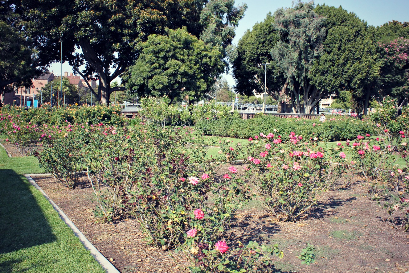 Wild Photography Exposition Rose Garden