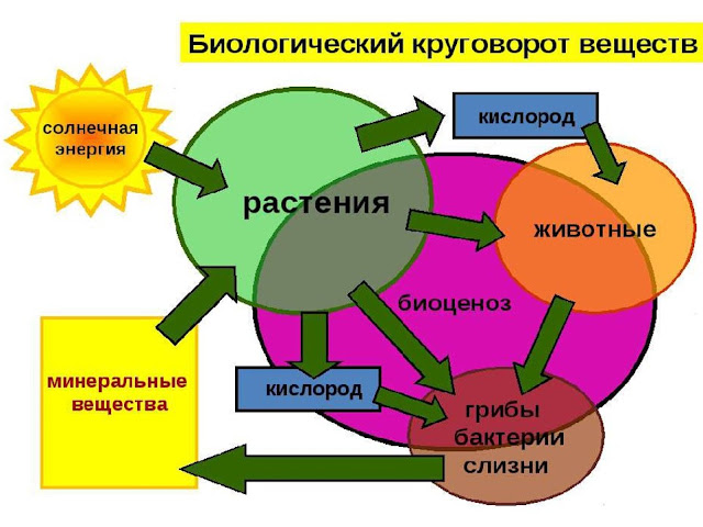 трансформация энергии в биосфере. энергозависимость в биологии характеристика. процесс жизнедеятельности растений фотосинтез. поток вещества и энергии в биосфере схема. реинкарнация.