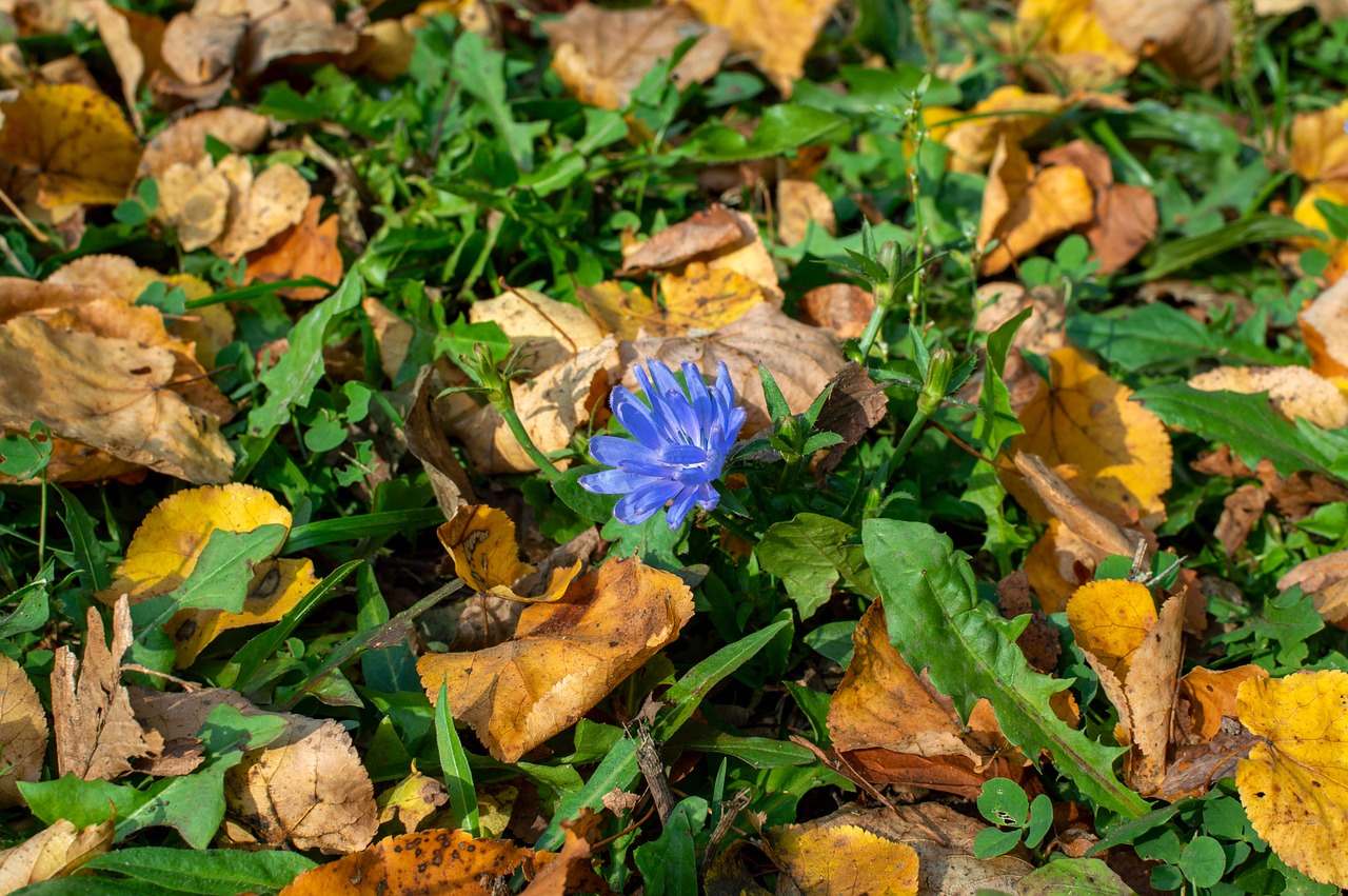 Las 8 plantas medicinales naturales de Guatemala