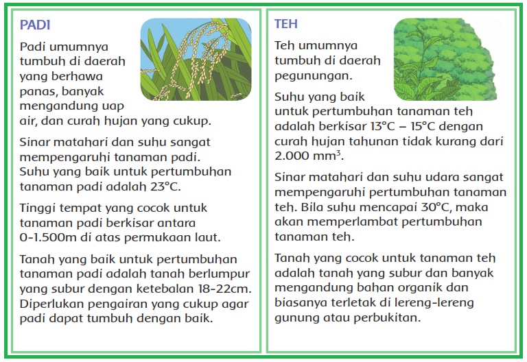 Kunci Jawaban Tema 3 Kelas 4 Halaman 32 33 34 35 36 37 38 39 40 Buku Siswa Subtema 1 Pembelajaran 5 Abah My Id